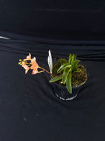 Select Barrita Orchids Sarcochilus INDP/102