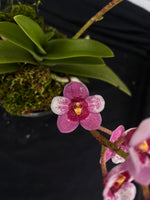 Select Barrita Orchids Sarcochilus INDP/103