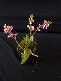 Select Barrita Orchids Sarcochilus INDP/103