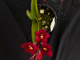 Select Barrita Orchids Sarcochilus INDP/104