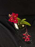 Select Barrita Orchids Sarcochilus INDP/104