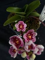 Select Barrita Orchids Sarcochilus INDP/105