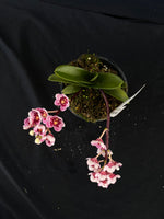 Select Barrita Orchids Sarcochilus INDP/105