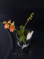 Select Barrita Orchids Sarcochilus INDP/106