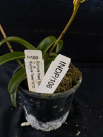 Select Barrita Orchids Sarcochilus INDP/106