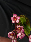 Select Barrita Orchids Sarcochilus INDP/107