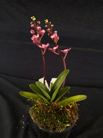 Select Barrita Orchids Sarcochilus INDP/107