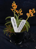 Select Barrita Orchids Sarcochilus INDP/108