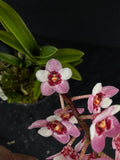 Select Barrita Orchids Sarcochilus INDP/109