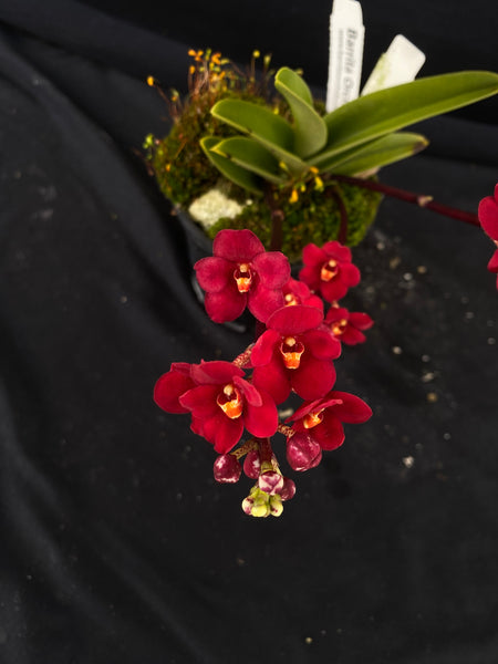 Select Barrita Orchids Sarcochilus INDP/110