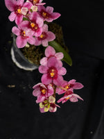 Select Barrita Orchids Sarcochilus INDP/111