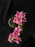 Select Barrita Orchids Sarcochilus INDP/111