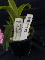 Select Barrita Orchids Sarcochilus INDP/112
