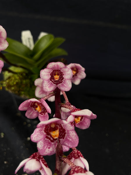 Select Barrita Orchids Sarcochilus INDP/113