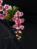 Select Barrita Orchids Sarcochilus INDP/113