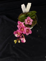 Select Barrita Orchids Sarcochilus INDP/114