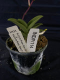 Select Barrita Orchids Sarcochilus INDP/114