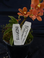 Select Barrita Orchids Sarcochilus INDP/115
