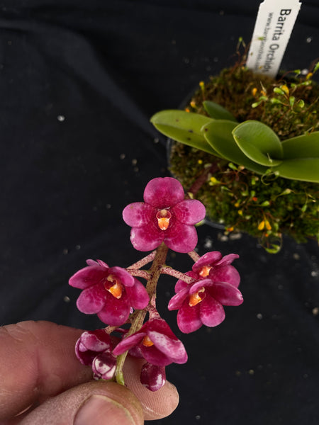 Select Barrita Orchids Sarcochilus INDP/116