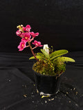 Select Barrita Orchids Sarcochilus INDP/116
