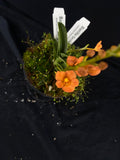 Select Barrita Orchids Sarcochilus INDP/117