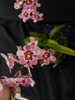Select Barrita Orchids Sarcochilus INDP/118