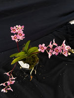 Select Barrita Orchids Sarcochilus INDP/118