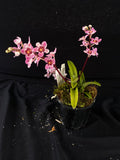 Select Barrita Orchids Sarcochilus INDP/118