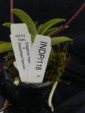 Select Barrita Orchids Sarcochilus INDP/118