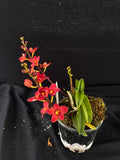Select Barrita Orchids Sarcochilus INDP/119