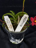 Select Barrita Orchids Sarcochilus INDP/119