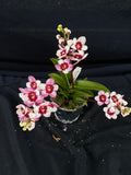 Select Barrita Orchids Sarcochilus INDP/120