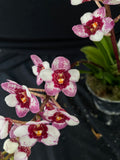 Select Barrita Orchids Sarcochilus INDP/120