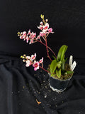 Select Barrita Orchids Sarcochilus INDP/120