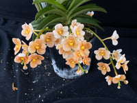Select Barrita Orchids Sarcochilus INDP/121