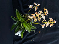 Select Barrita Orchids Sarcochilus INDP/121