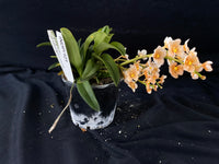 Select Barrita Orchids Sarcochilus INDP/121