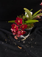 Select Barrita Orchids Sarcochilus INDP/122