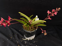 Select Barrita Orchids Sarcochilus INDP/122