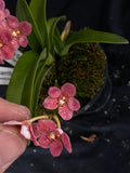 Select Barrita Orchids Sarcochilus INDP/123