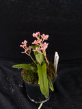 Select Barrita Orchids Sarcochilus INDP/123