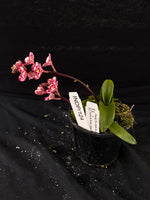 Select Barrita Orchids Sarcochilus INDP/124