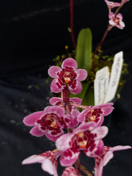 Select Barrita Orchids Sarcochilus INDP/125