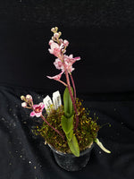 Select Barrita Orchids Sarcochilus INDP/125