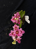 Select Barrita Orchids Sarcochilus INDP/126