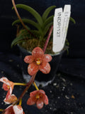 Select Barrita Orchids Sarcochilus INDP/127