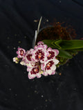 Select Barrita Orchids Sarcochilus INDP/128