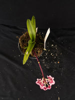 Select Barrita Orchids Sarcochilus INDP/129