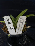 Select Barrita Orchids Sarcochilus INDP/129