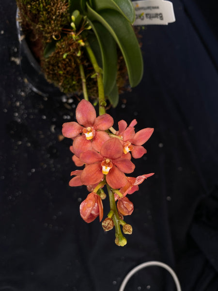 Select Barrita Orchids Sarcochilus INDP/130